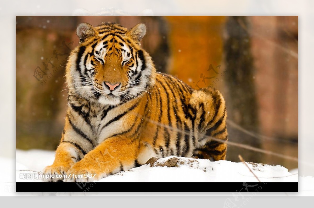 雪地的老虎图片