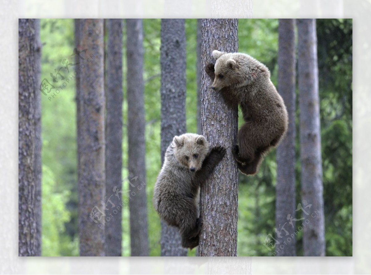 小动物爬树图片