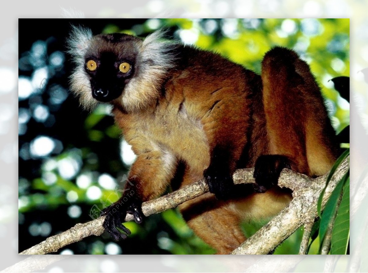 黑狐猴野生动物图片