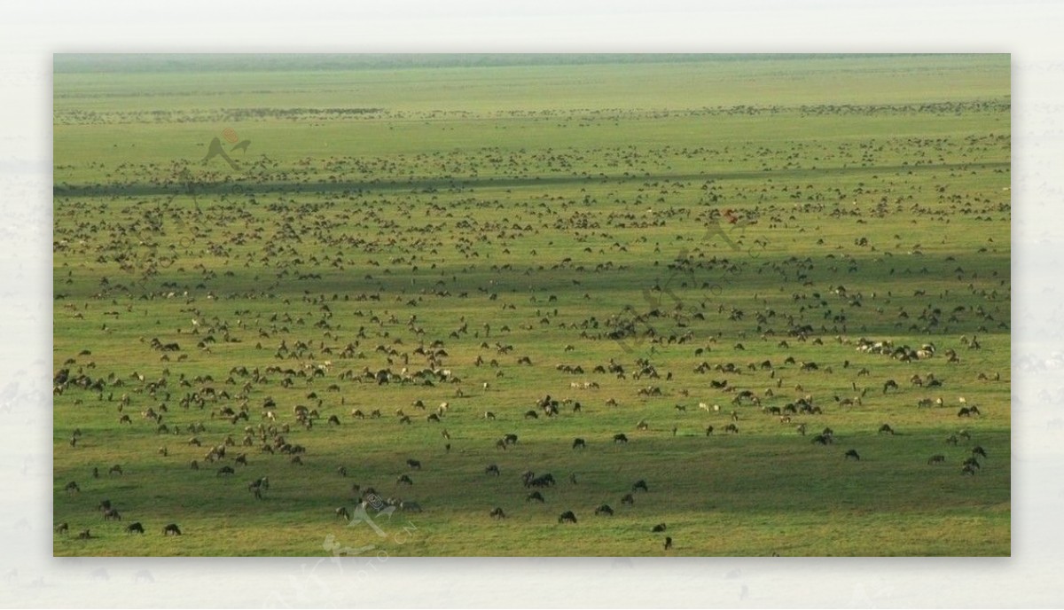 非洲角马群鸟瞰图片
