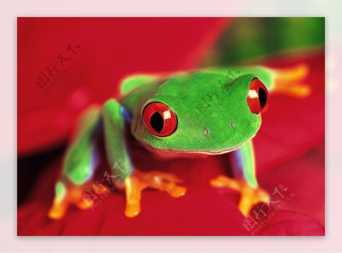 红眼树蛙图片
