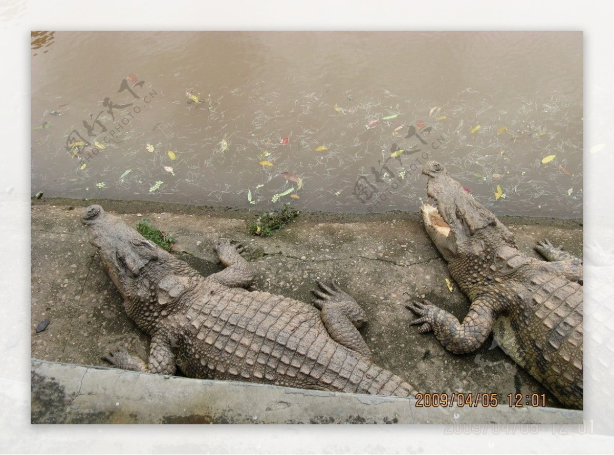 图片素材 : 池塘, 绿色, 爬虫, 动物群, 泰国, 鳄鱼, 树叶, 莲花, 龙, 文化, 曼谷, 东方 4288x3216 - - 991453 - 素材中国, 高清壁纸 - PxHere摄影图库