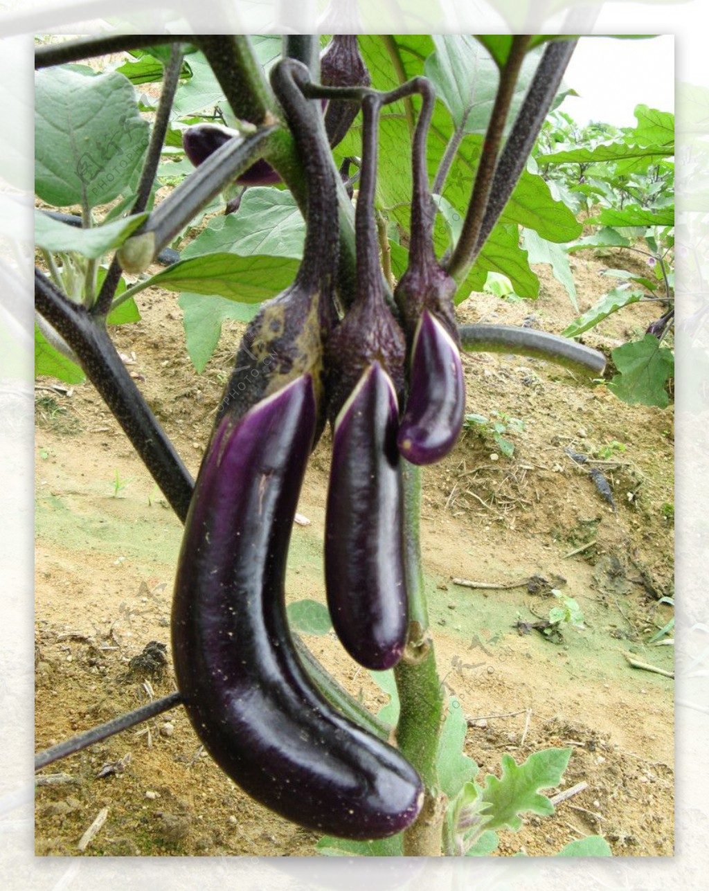 绿之洲：茄子苗期施肥方案_凤凰网视频_凤凰网