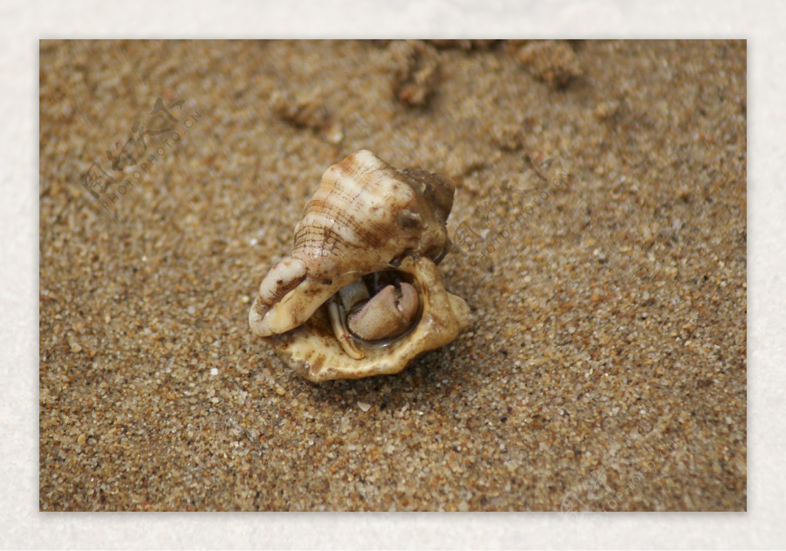 海螺寄居蟹图片