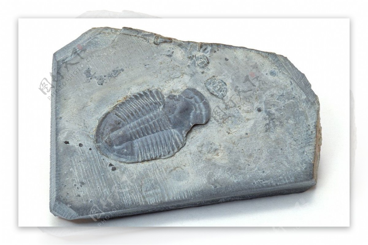 海洋生物化石图片