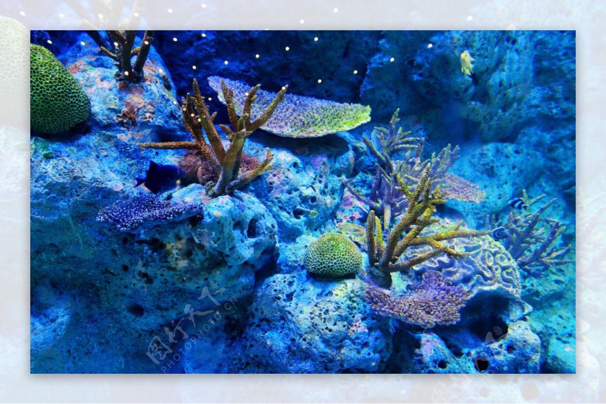 海底世界图片素材-编号06717040-图行天下
