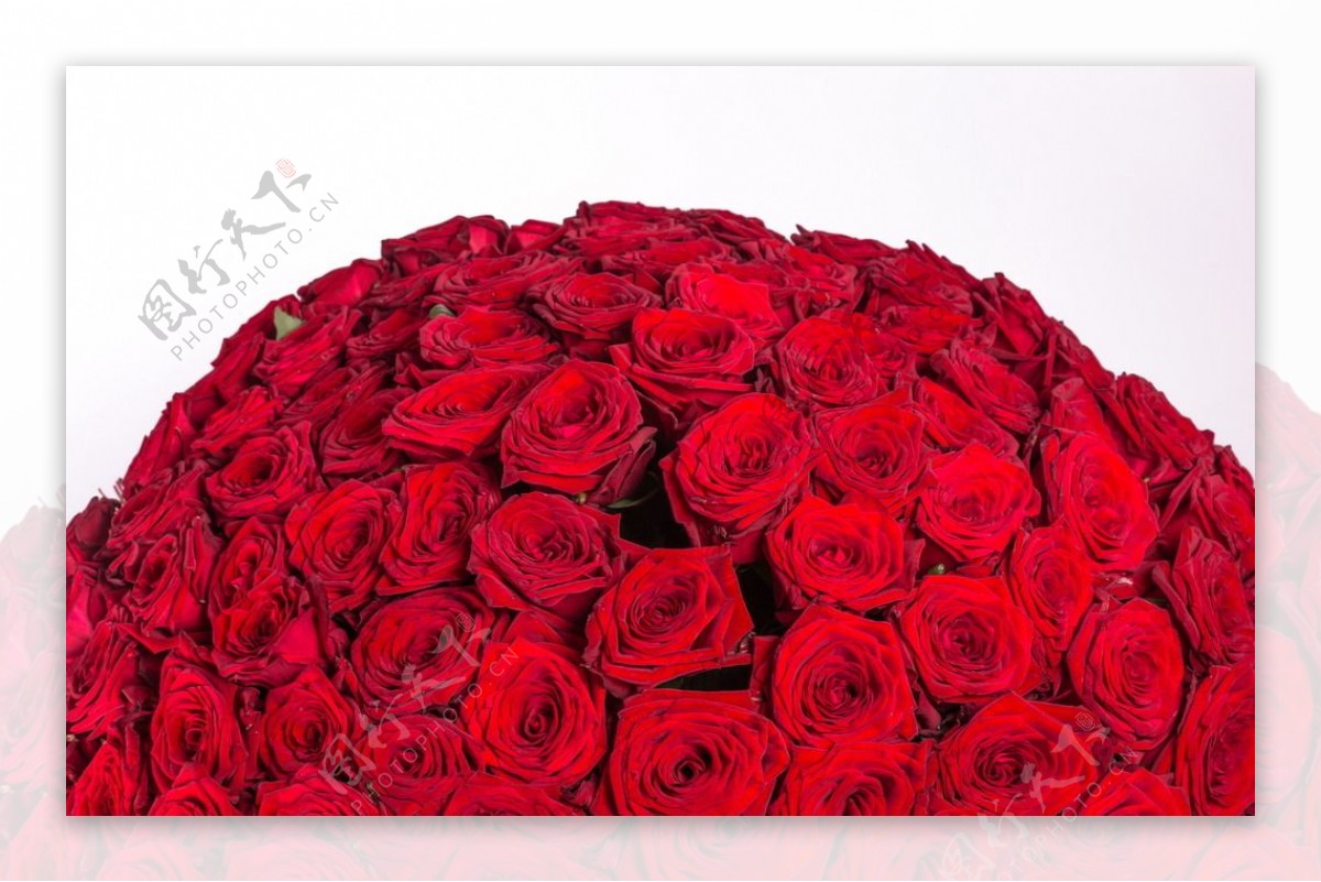 红色玫瑰花球图片