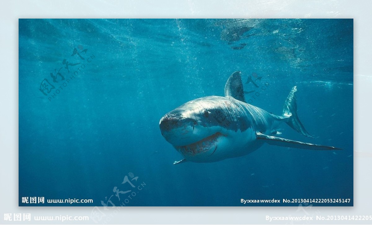 深海巨鲨图片
