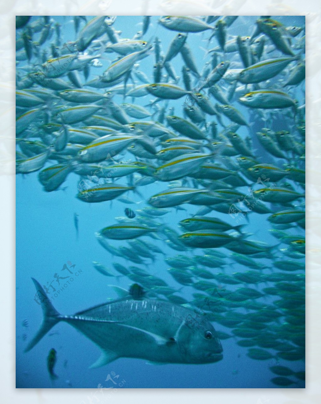 海洋鱼群图片
