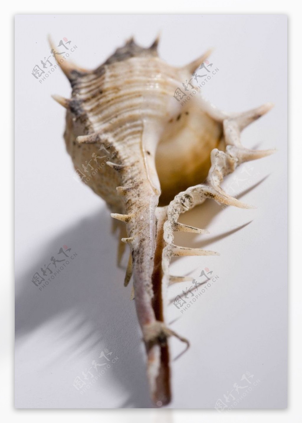 一只海螺图片