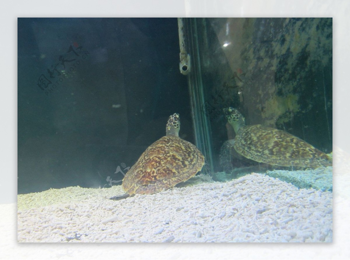 海龟海洋生物图片素材-编号14008908-图行天下