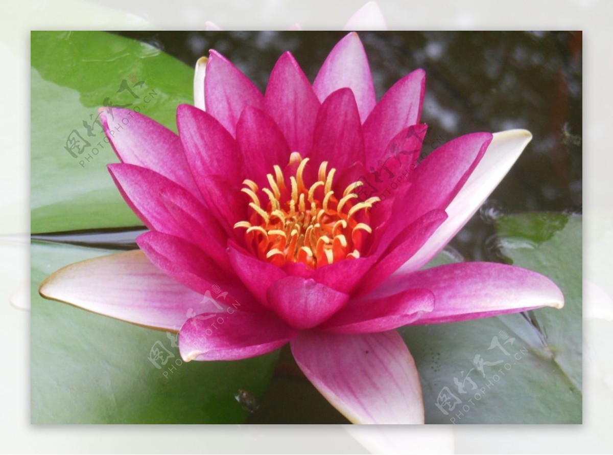 莲花 花朵 粉色的 - Pixabay上的免费照片 - Pixabay