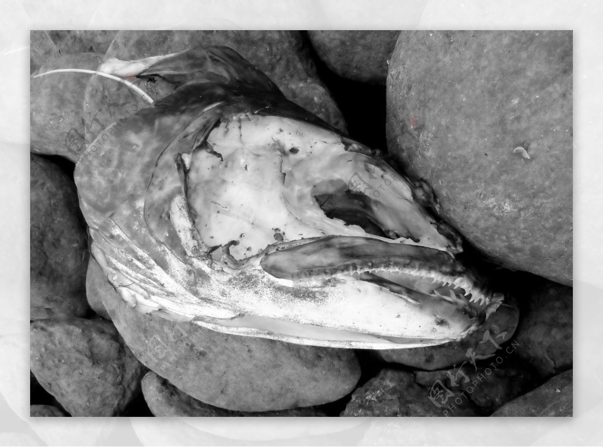 鱼刺图片鱼骨头,鱼刺鱼骨头,鱼骨头图片_大山谷图库