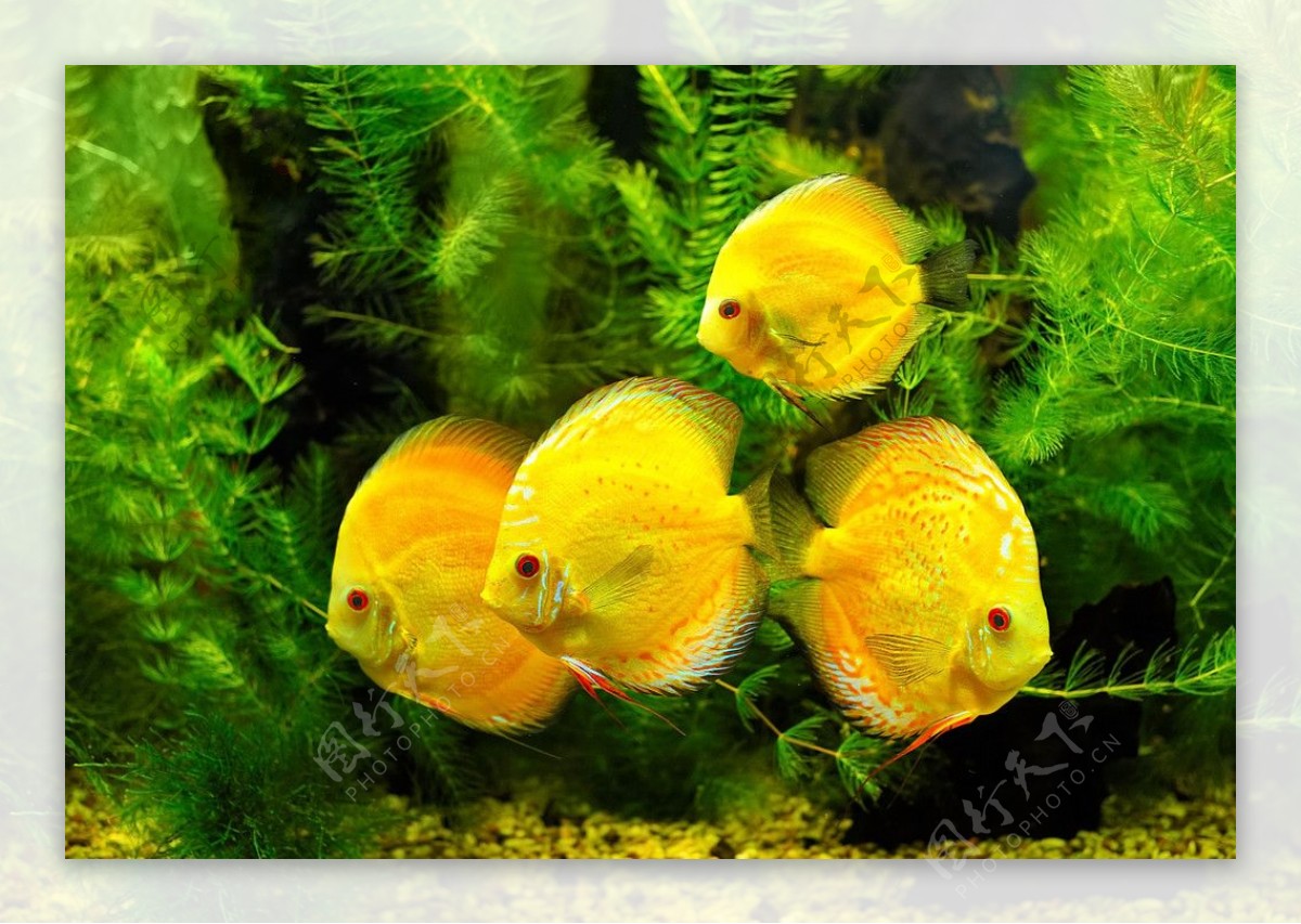 黄色鱼群图片