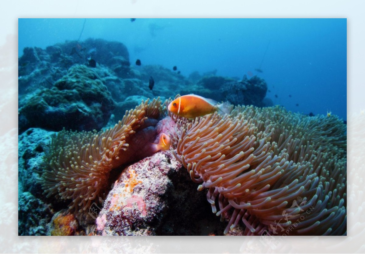 海底鱼海葵图片