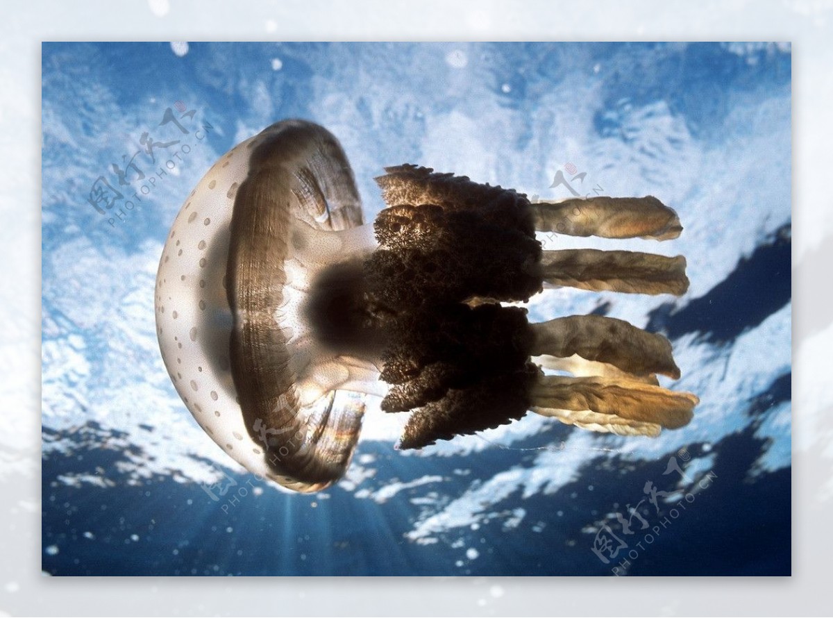 水母深海水母图片