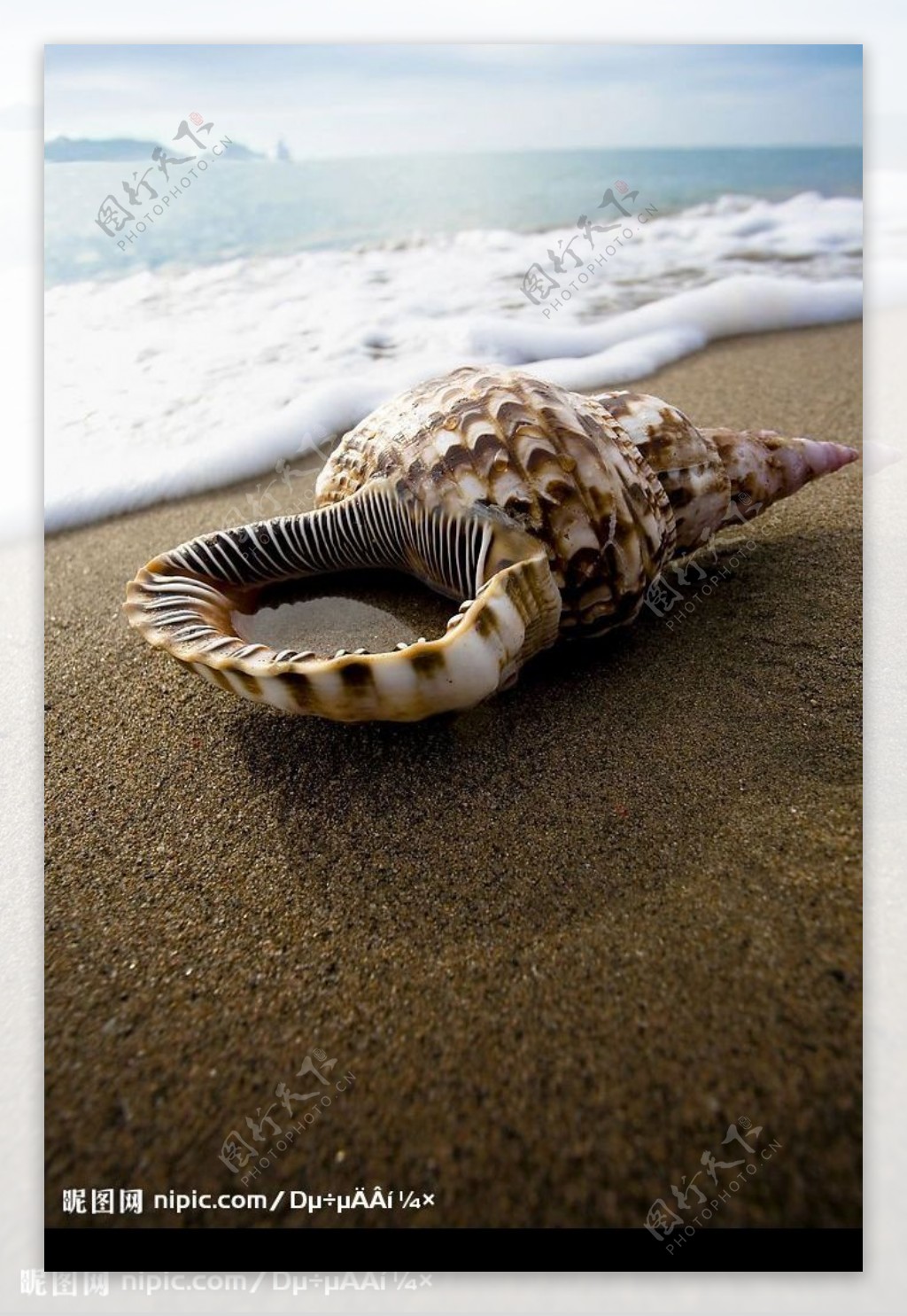 贝壳海螺唯美图片摄影图__海洋生物_生物世界_摄影图库_昵图网nipic.com