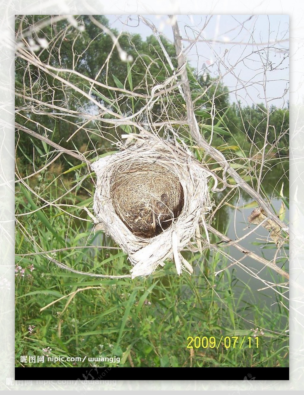 原始森林鸟巢图片