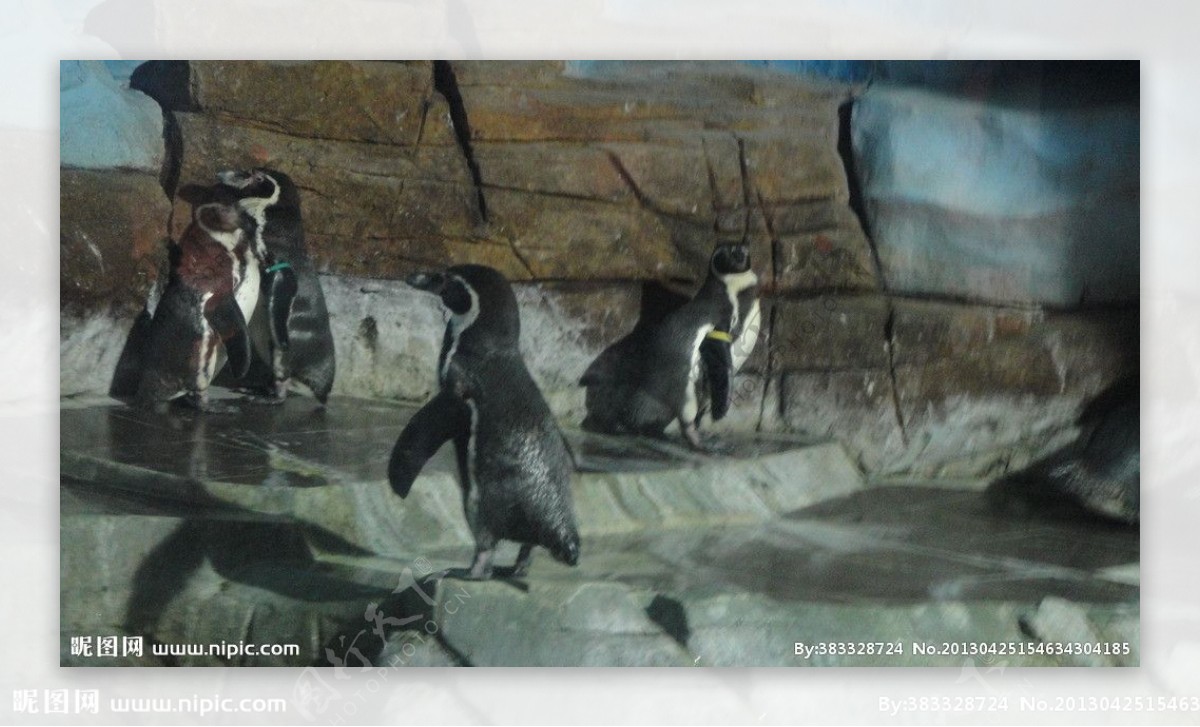 抚顺皇家海洋极地企鹅图片