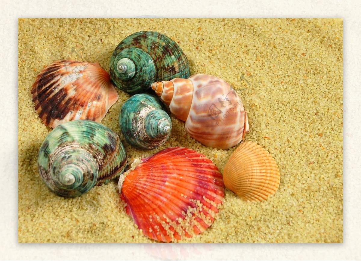 高清彩色贝壳图片