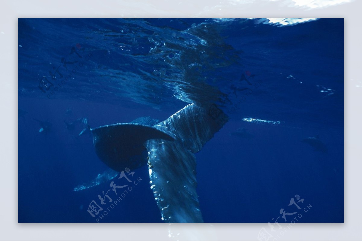 海底的鲸鱼图片