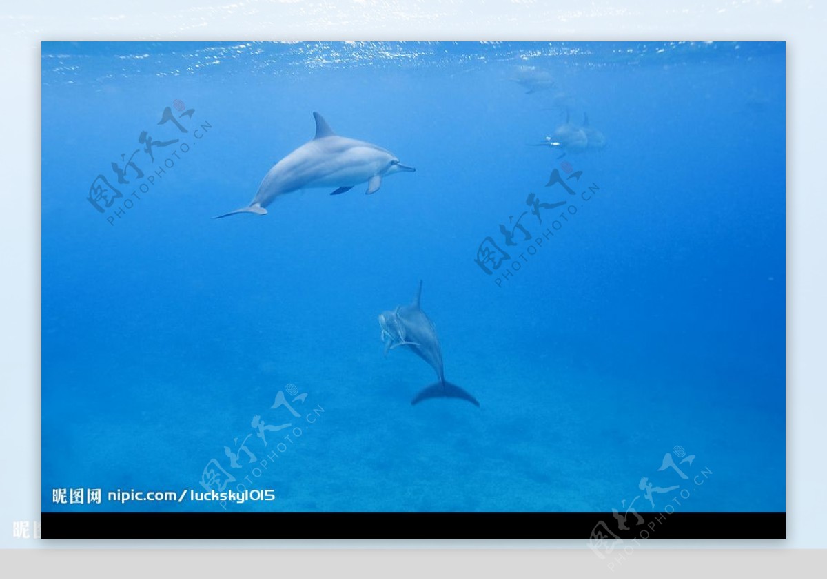 夏威夷瓦胡岛的野生海豚图片