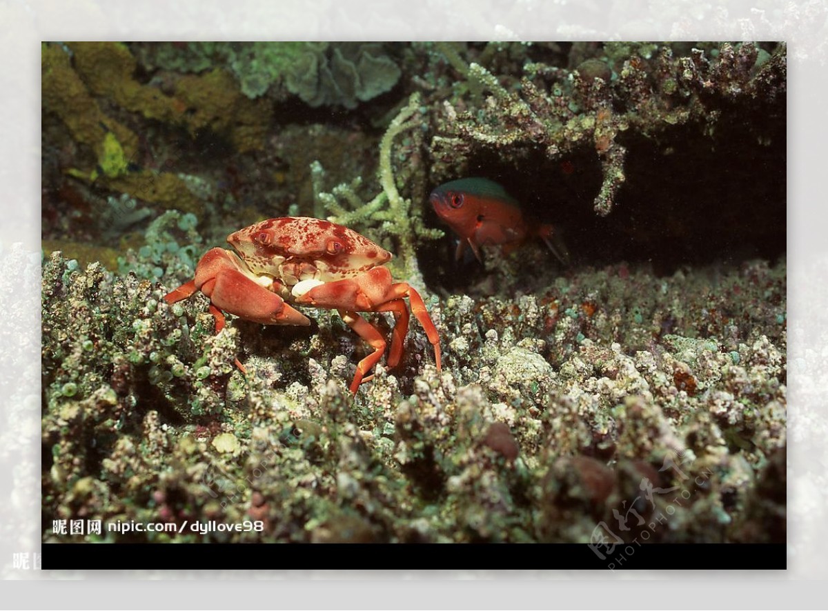 海洋贝壳生物摄影精美图片