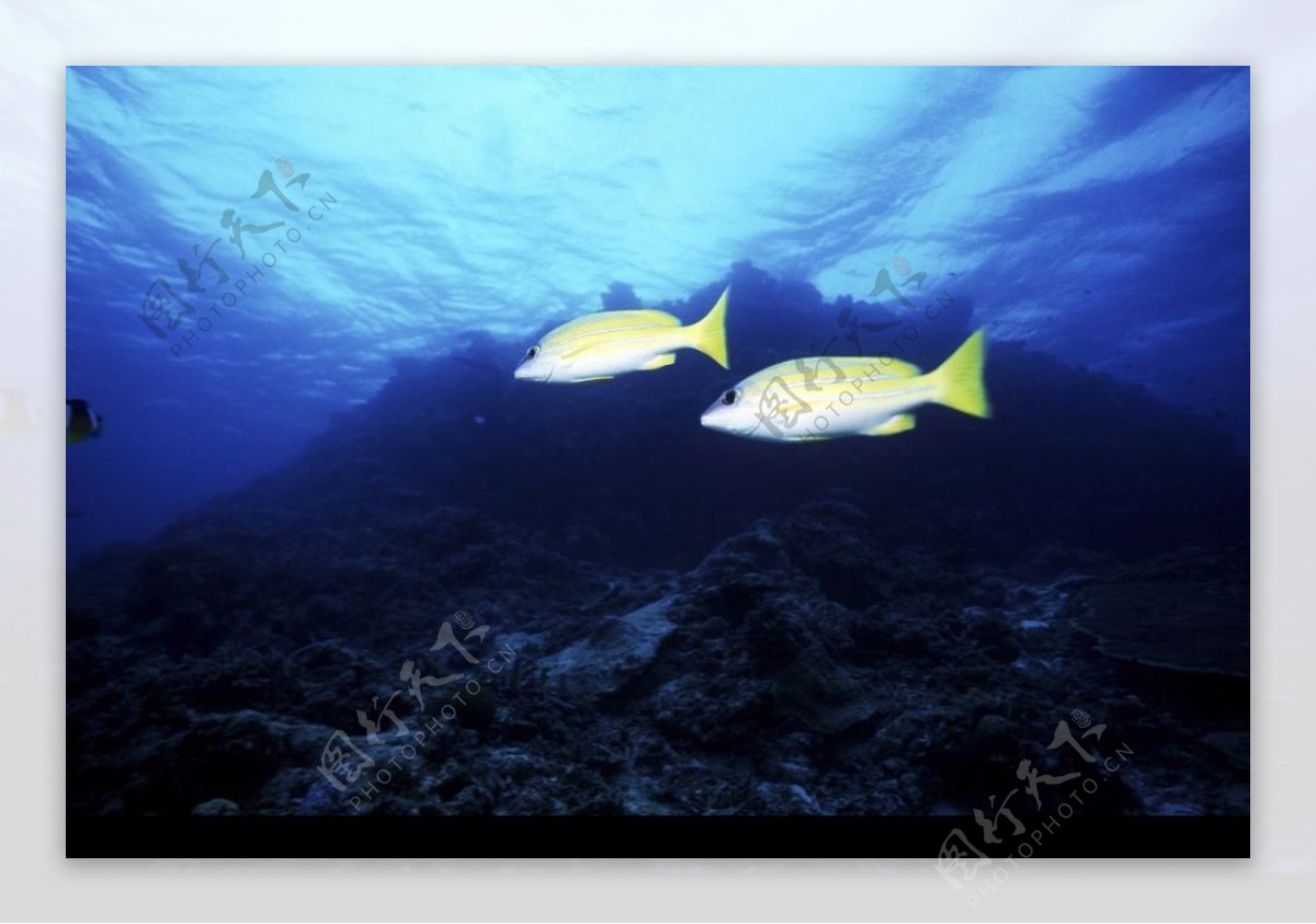 海底世界 鱼类写真壁纸_海底世界 鱼类写真壁纸软件截图 第13页-ZOL软件下载