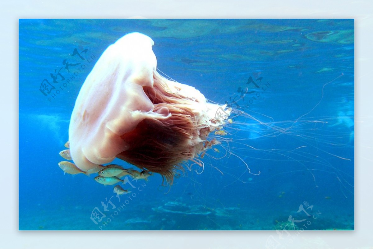 马来西亚Jellyfish图片