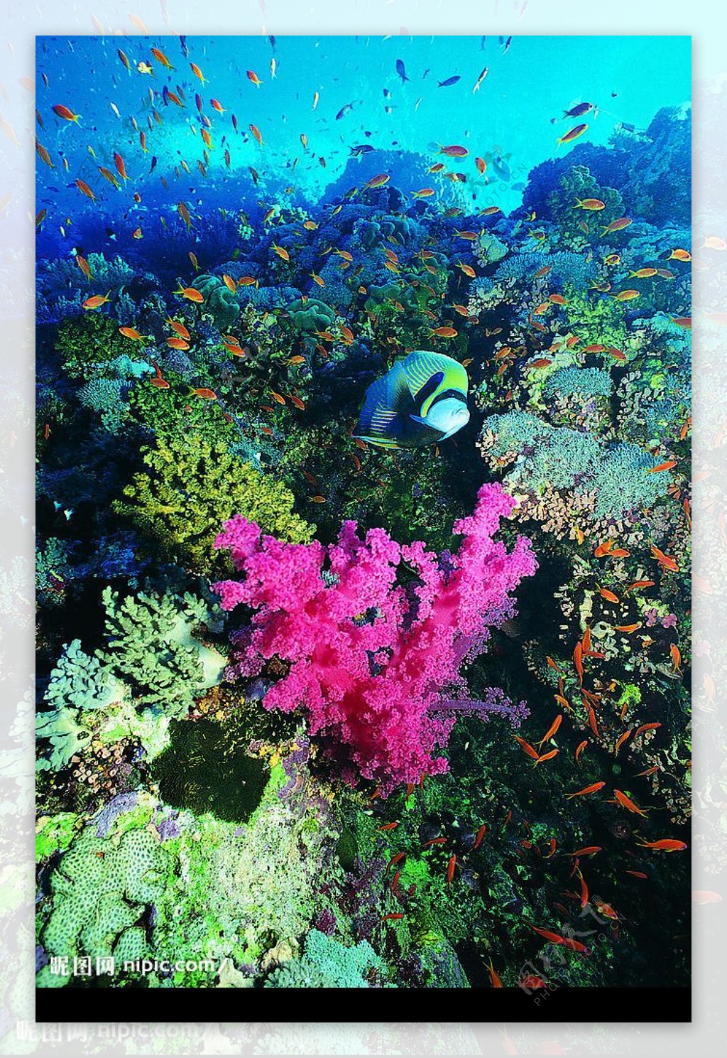 五彩的海底世界图片