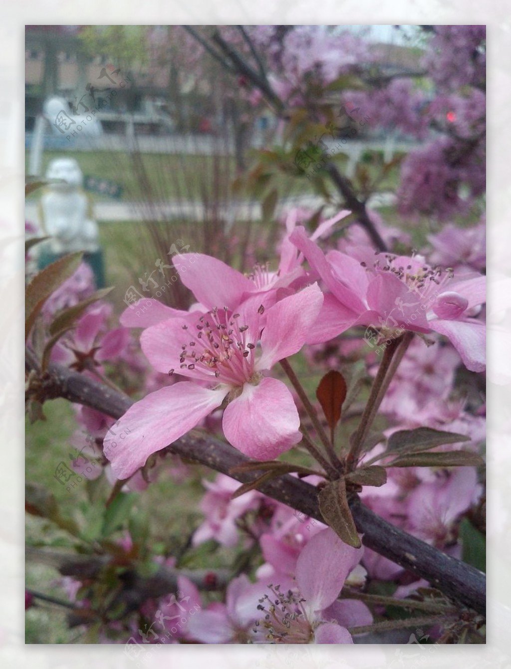 桃树花图片