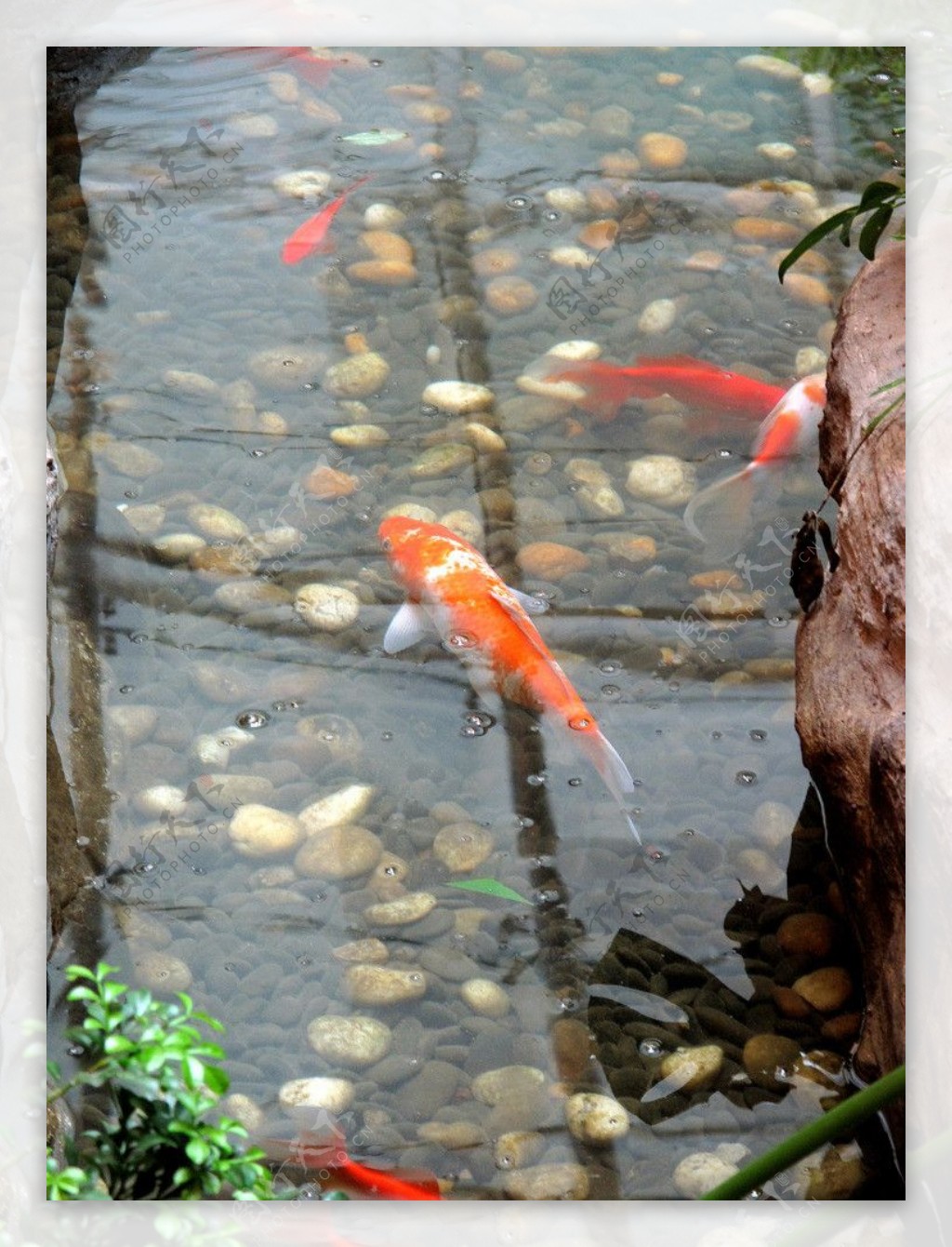 池中红鱼图片