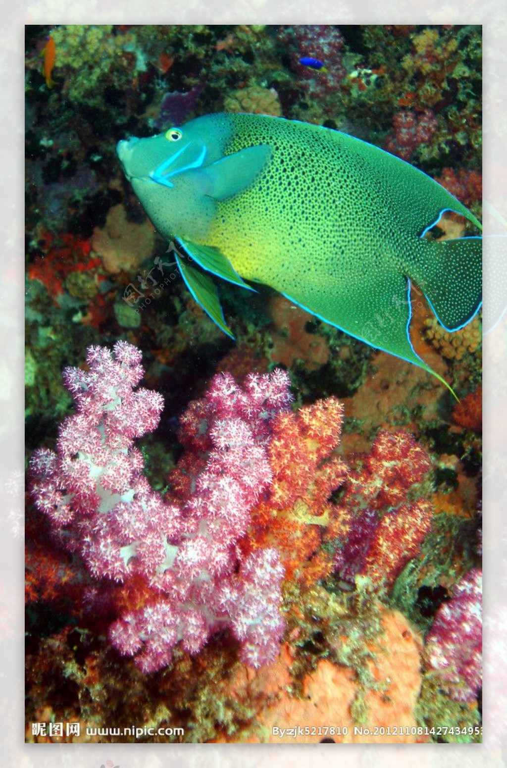 塞舌尔海底世界热带鱼图片