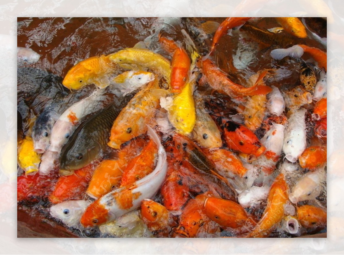七彩斑斓金鱼图片