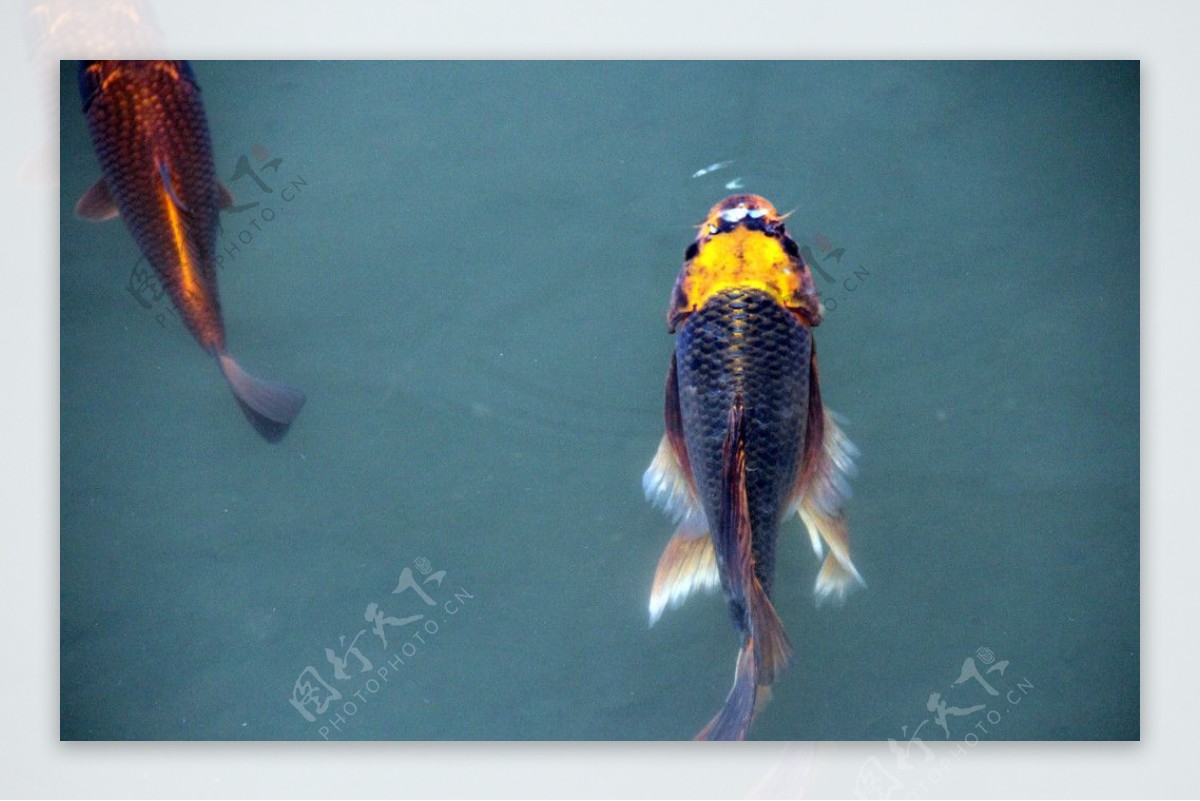 游鱼锦鲤图片