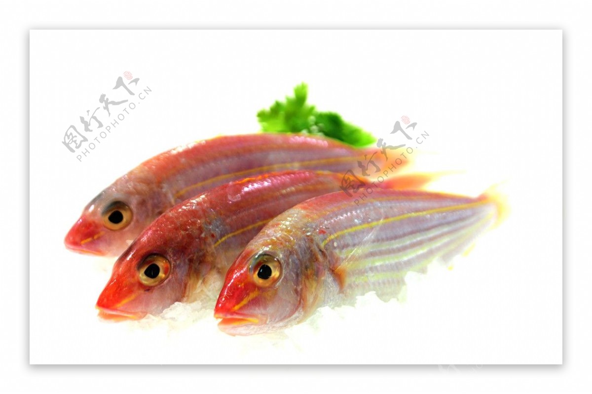 红线鱼图片