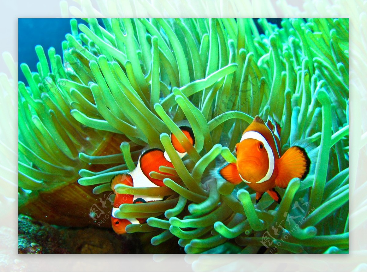 热带海洋珊瑚小丑鱼图片