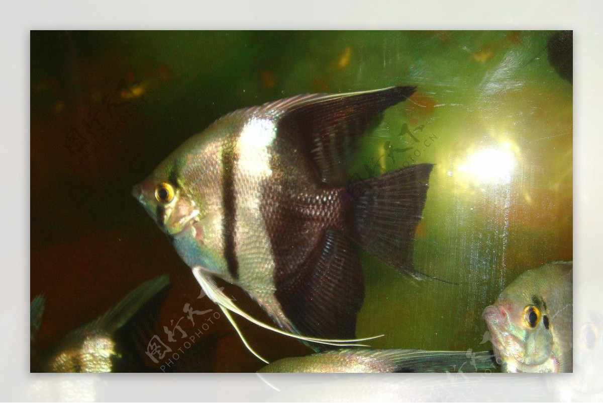 高清唯美热带鱼素材图片-图行天下素材网
