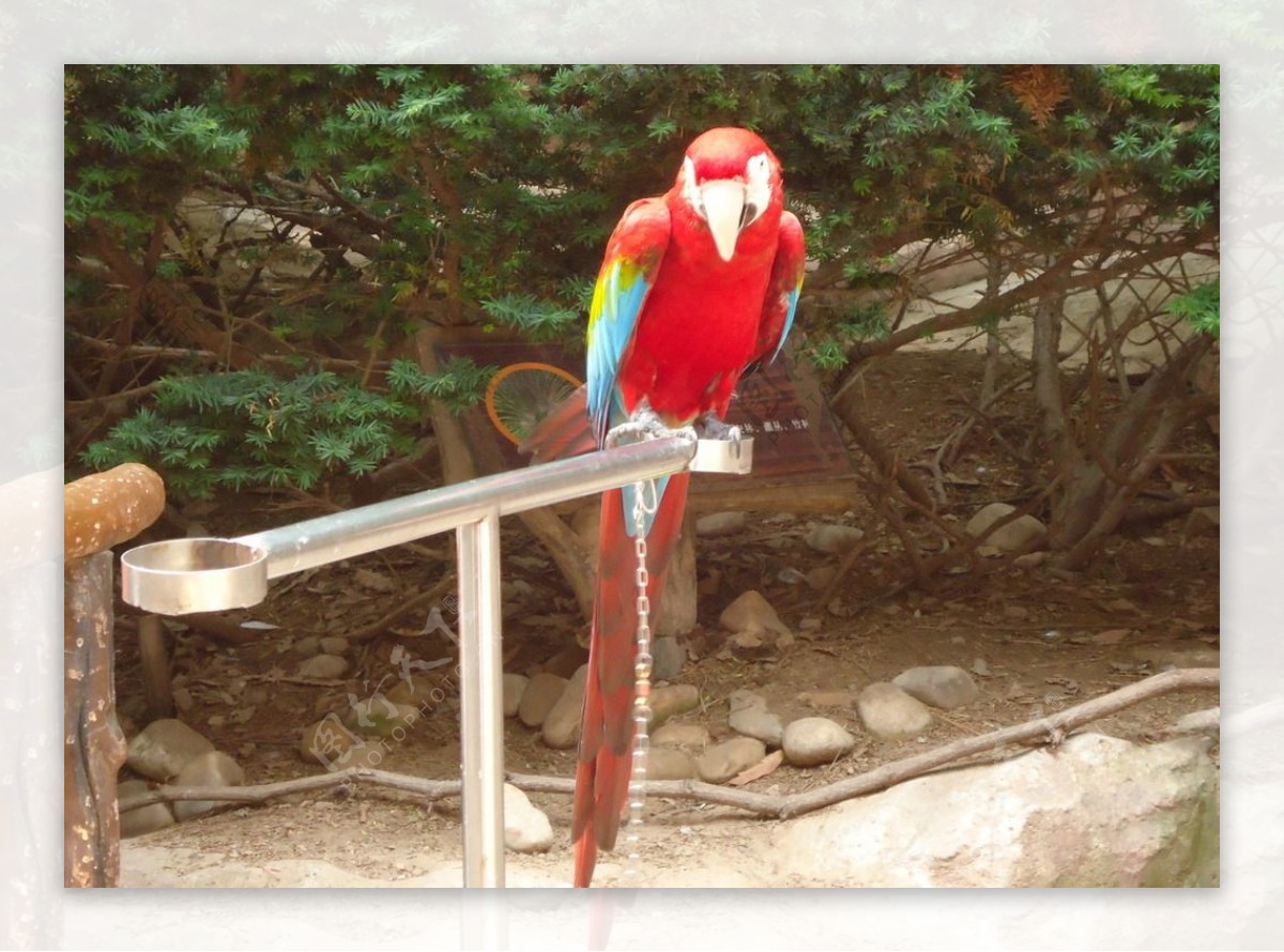 老虎滩红鹦鹉图片