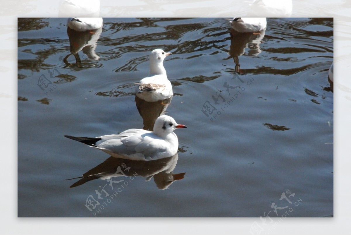 湖面的海鸥图片