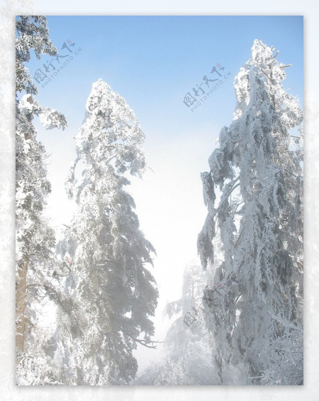 雪松图片