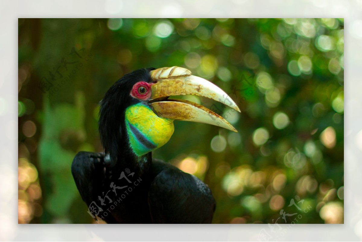 【美丽的犀鸟摄影图片】生态摄影_太平洋电脑网摄影部落