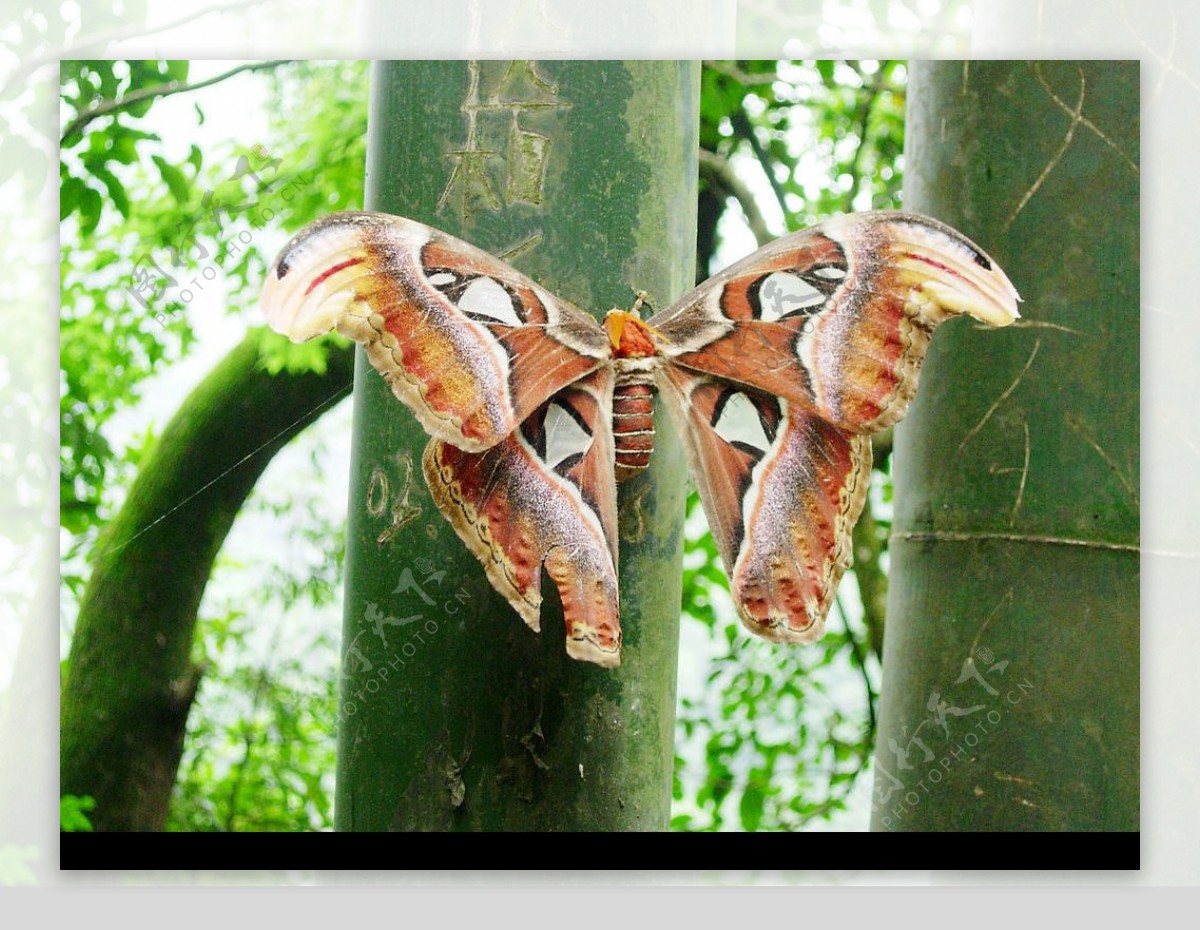 巨型蝴蝶图片