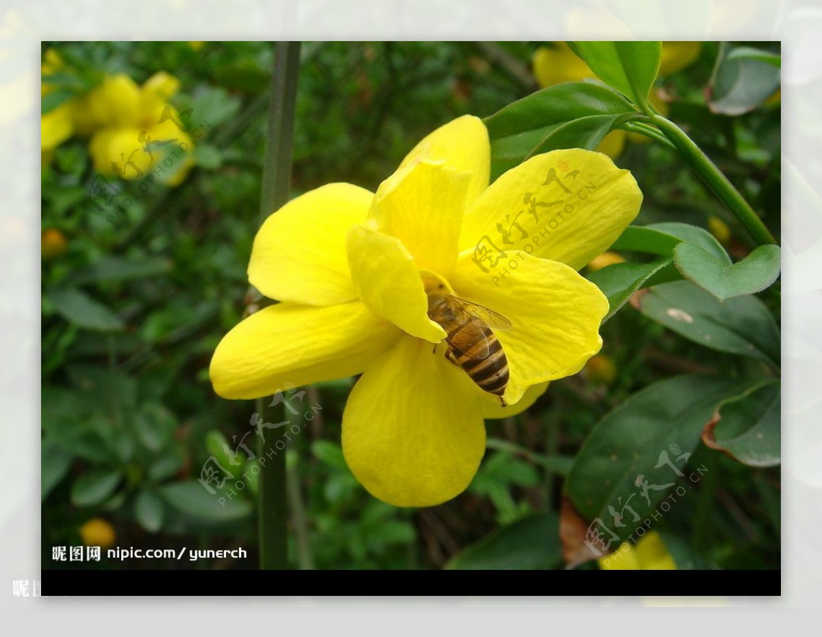 花丛中的小蜜蜂图片