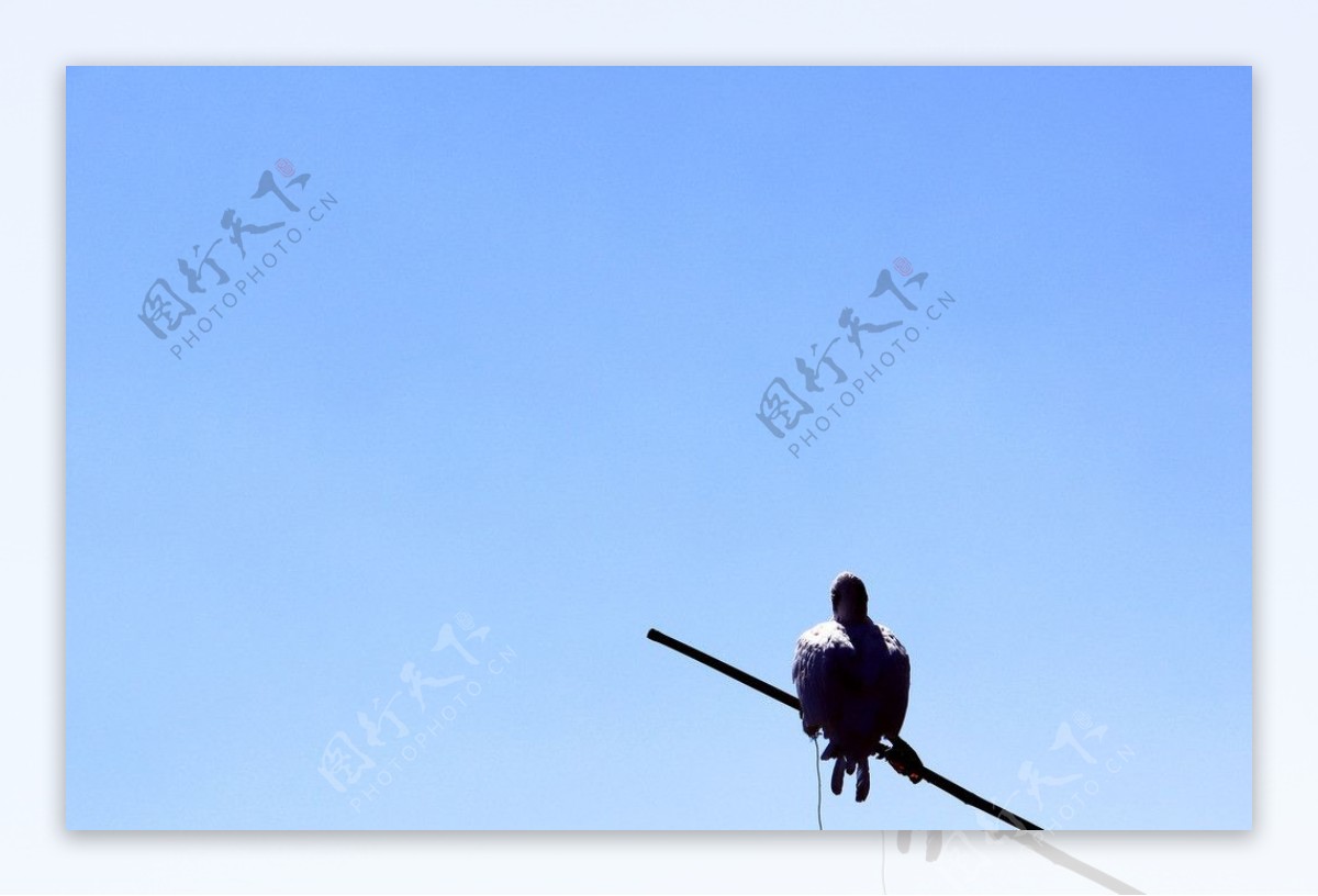 洱海风景鸟图片