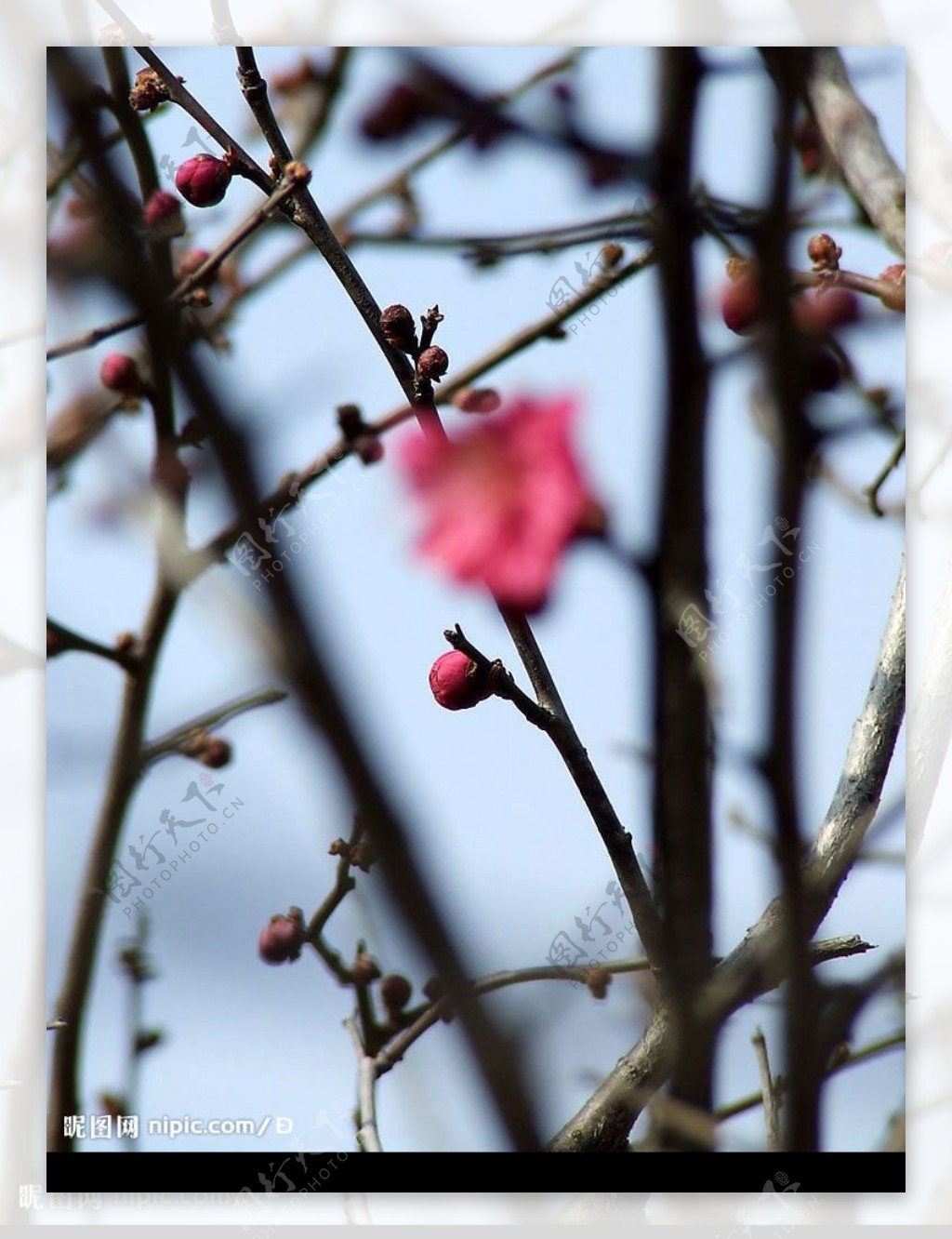 红梅花苞图片