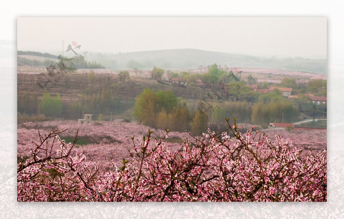 桃花源图片