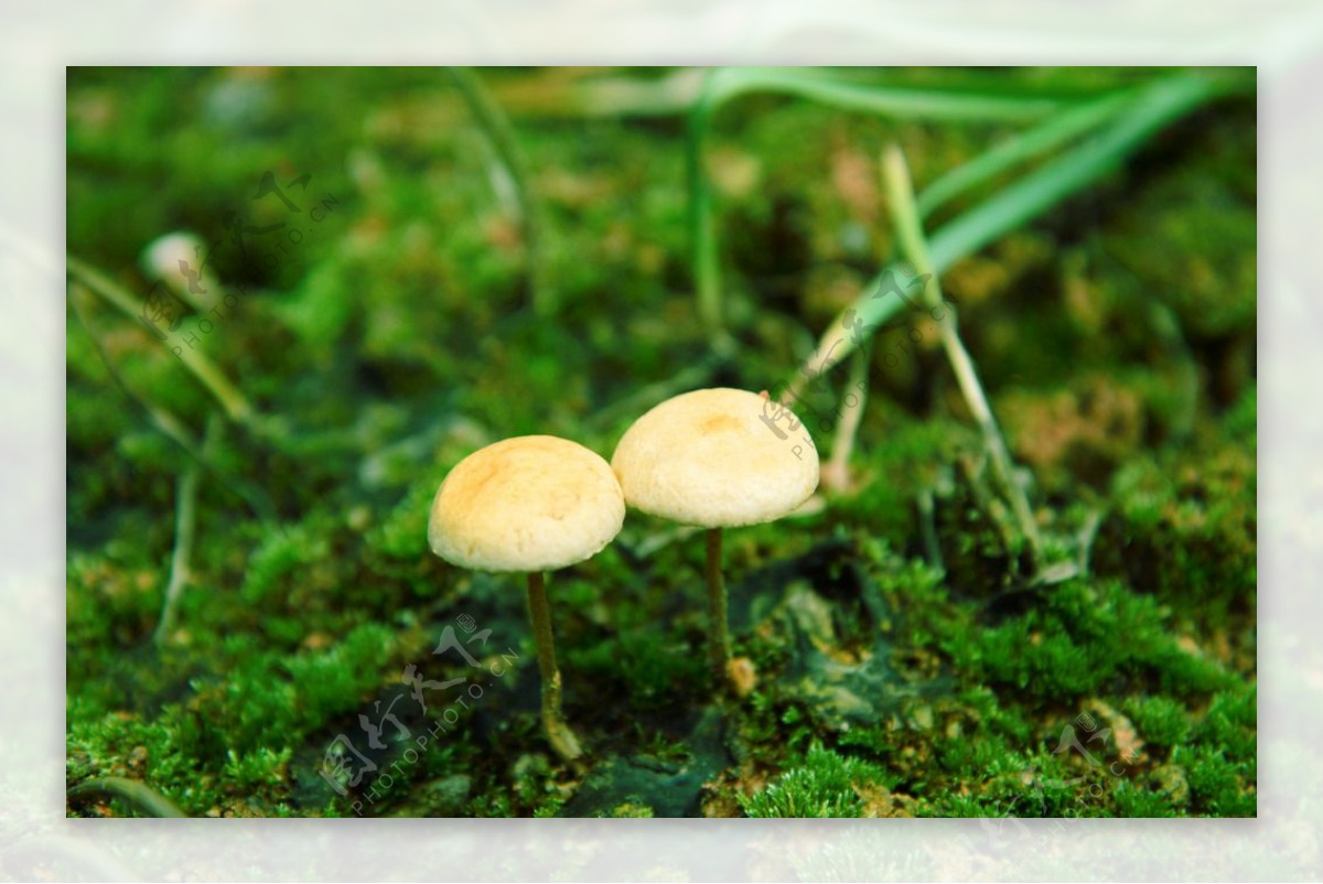 野蘑菇图片