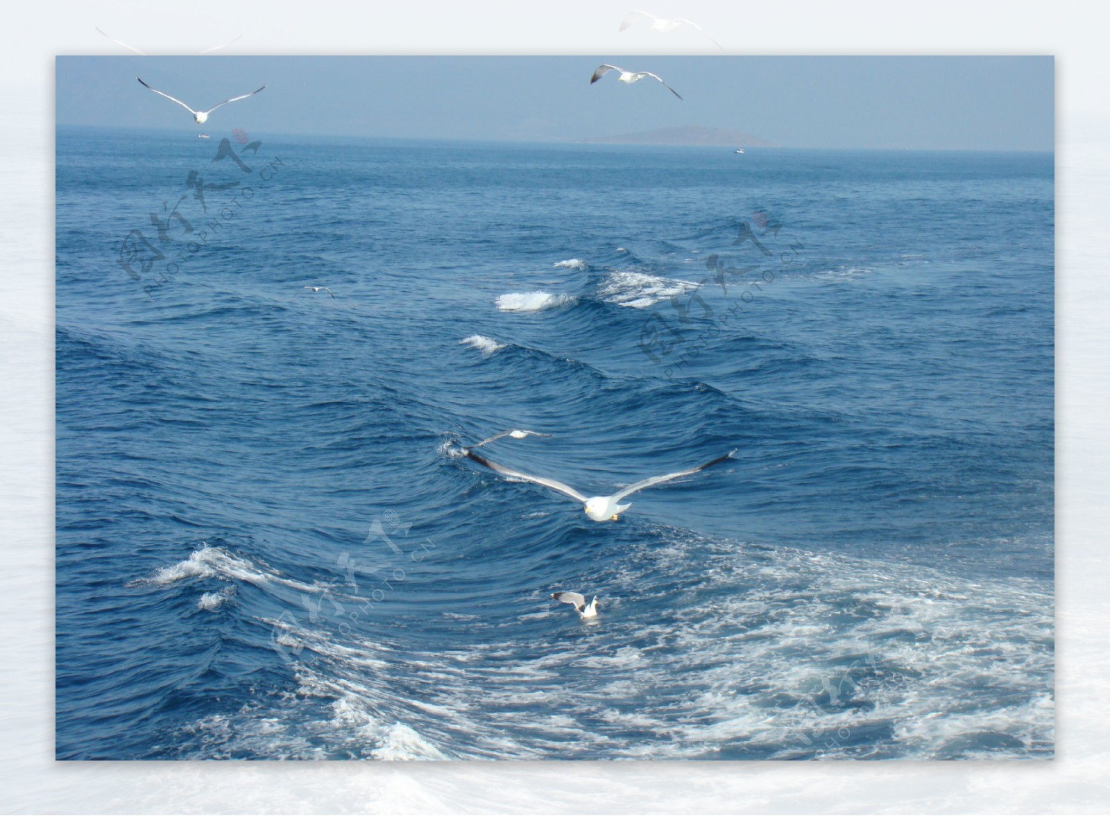爱琴海海鸥图片