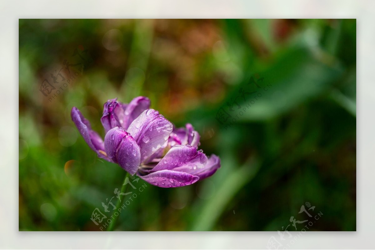晶莹的紫色郁金香图片
